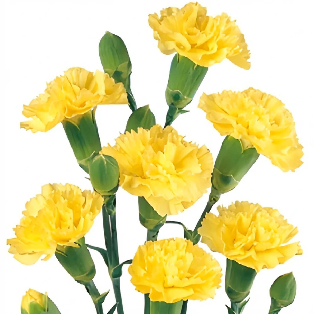 Gioele Yellow Carnations - main