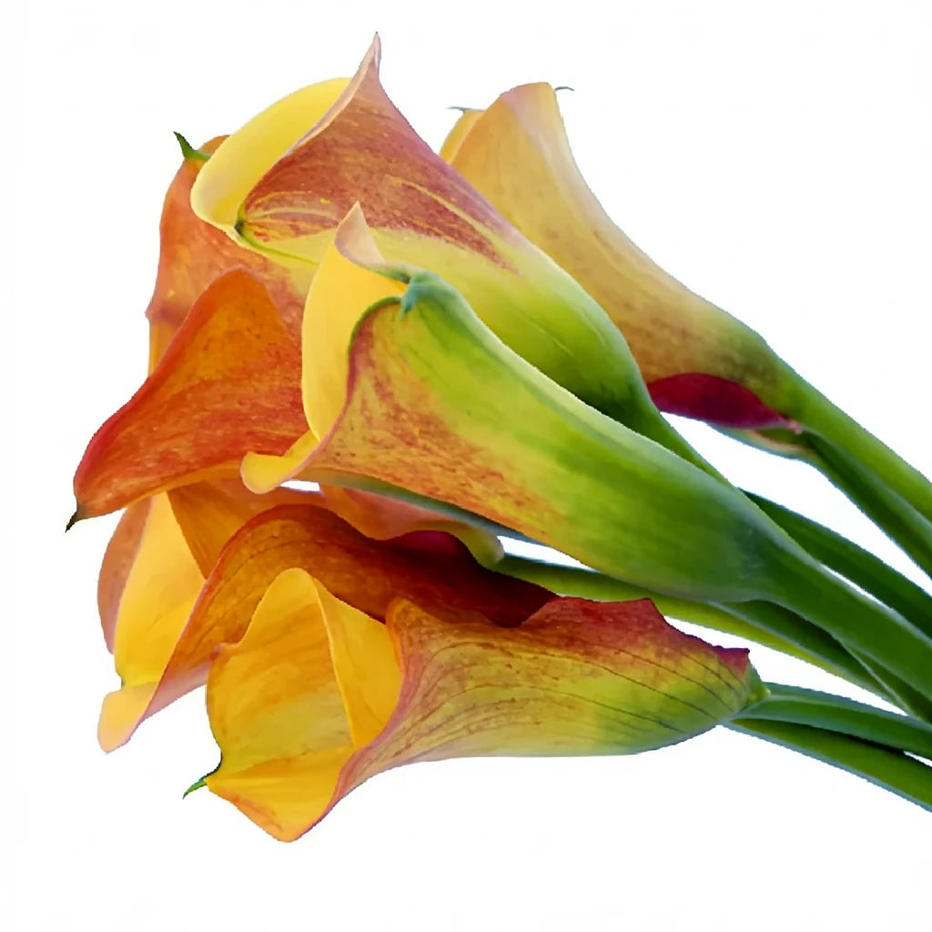 Papaya Calla Lily Mini - main