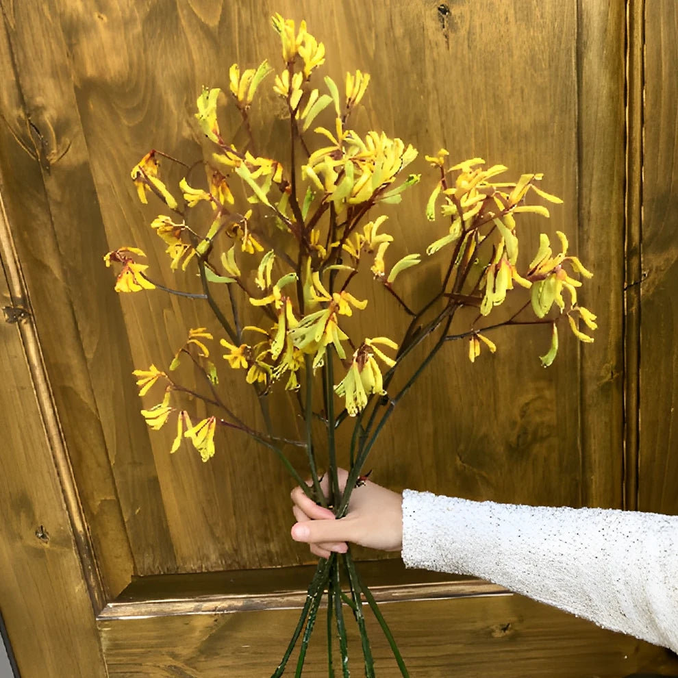Yellow Kangaroo Paw - main