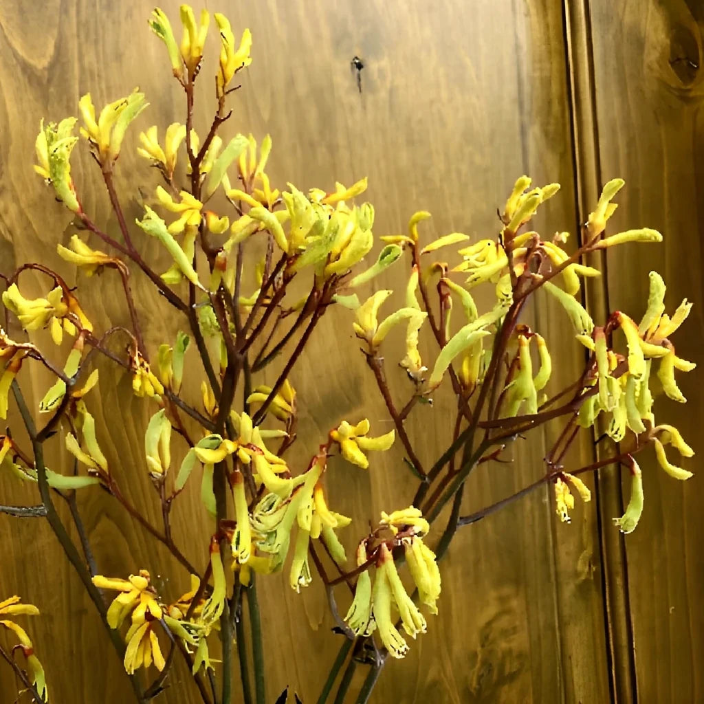 Yellow Kangaroo Paw - alternative 1