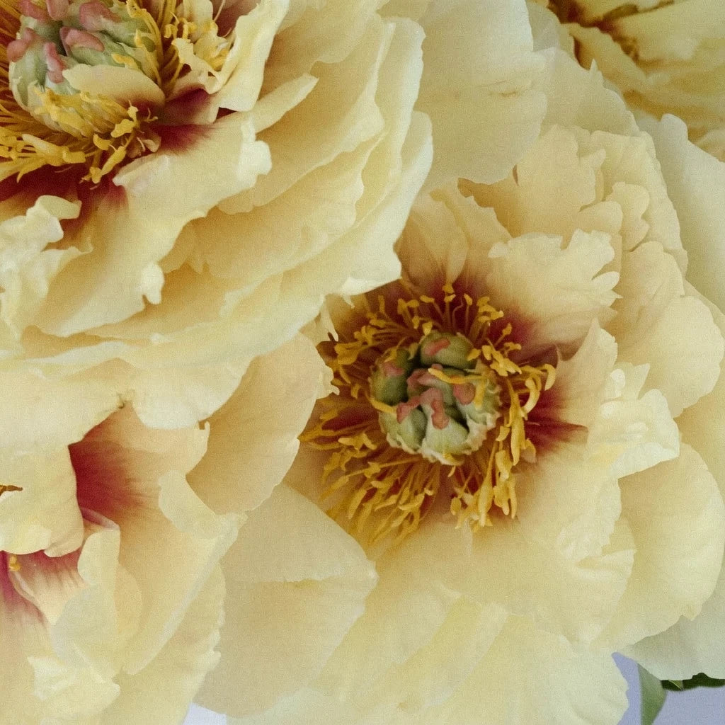 Yellow Peonies - alternative 7