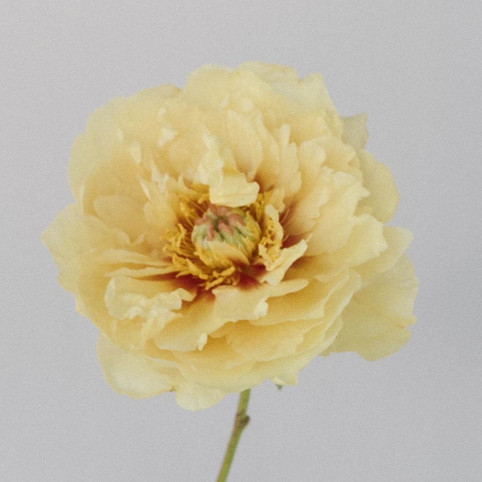 Yellow Peonies - alternative 3