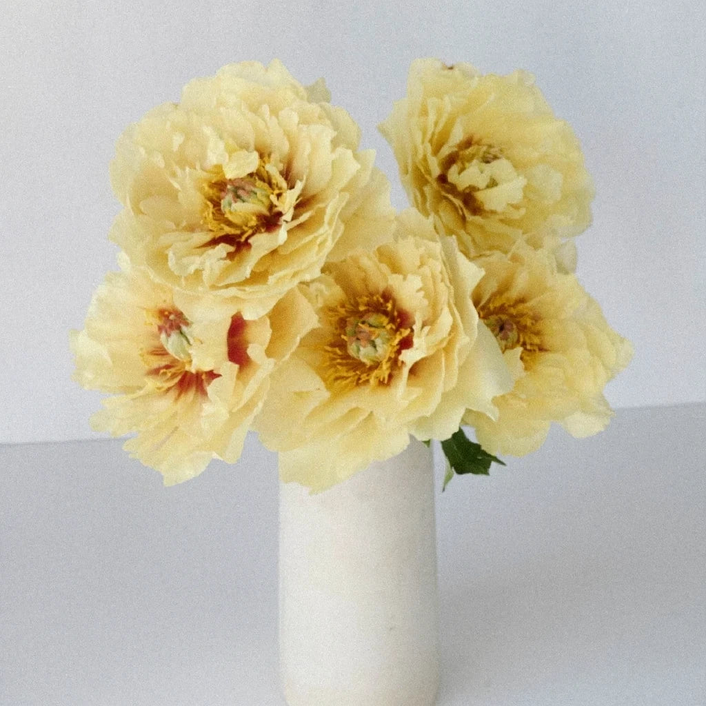 Yellow Peonies - alternative 1