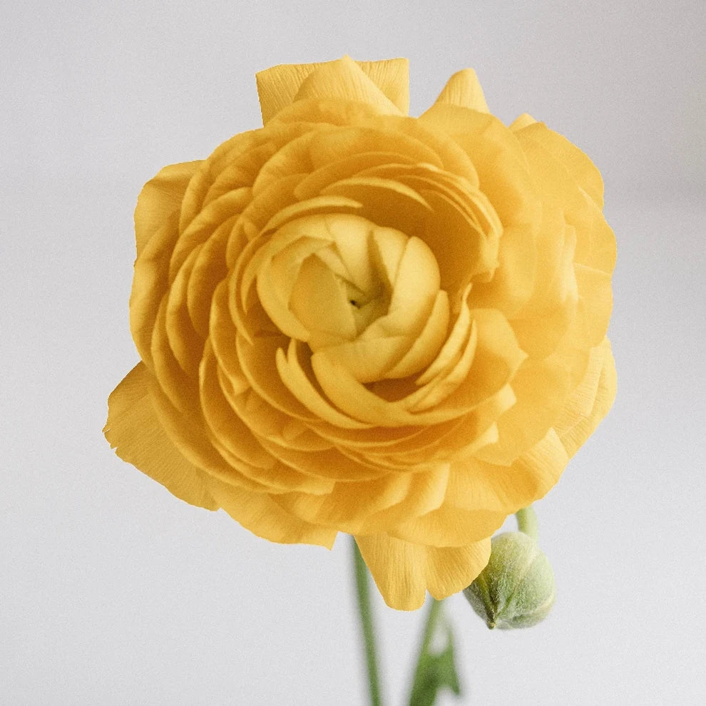 Yellow Ranunculus - alternative 1