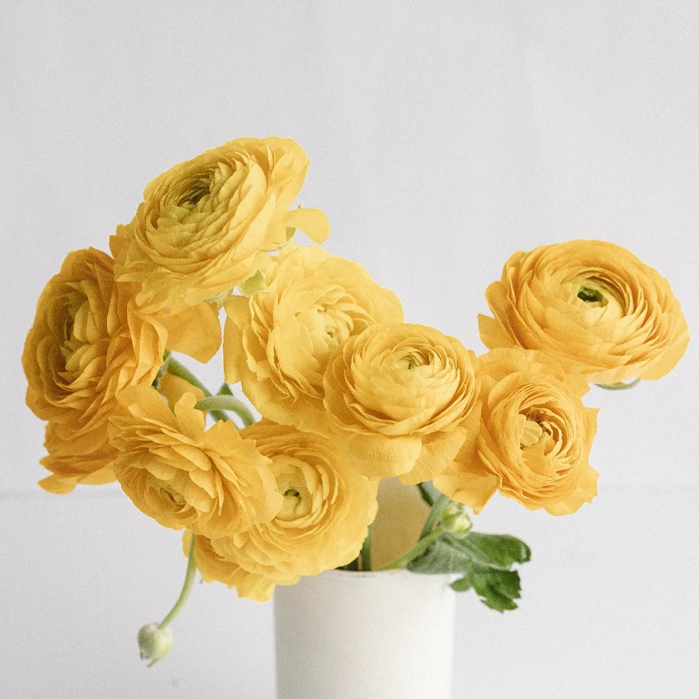 Yellow Ranunculus Cloony - alternative 1