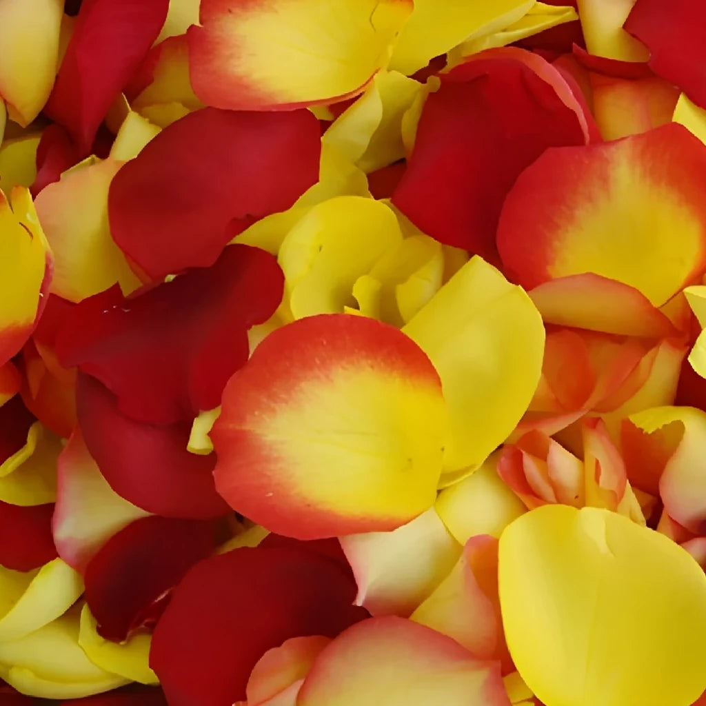 Bicolor Yellow & Red Tips Rose Petals - alternative 1