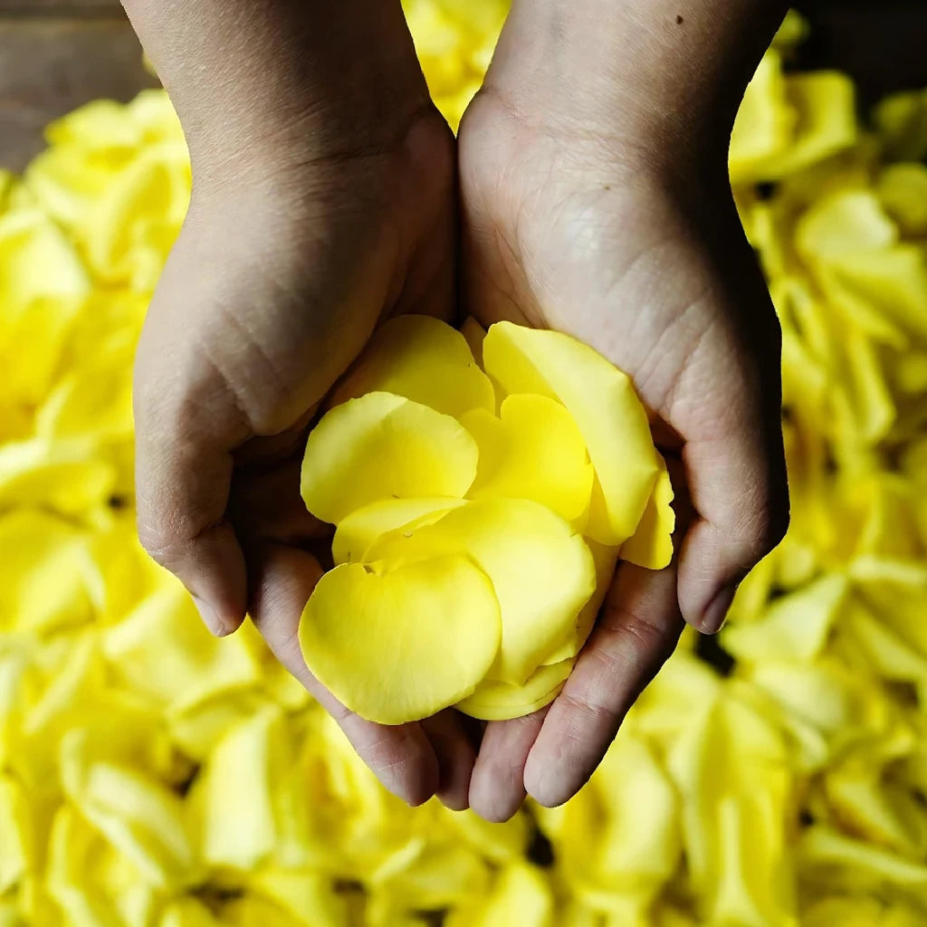 Yellow Rose Petals - main