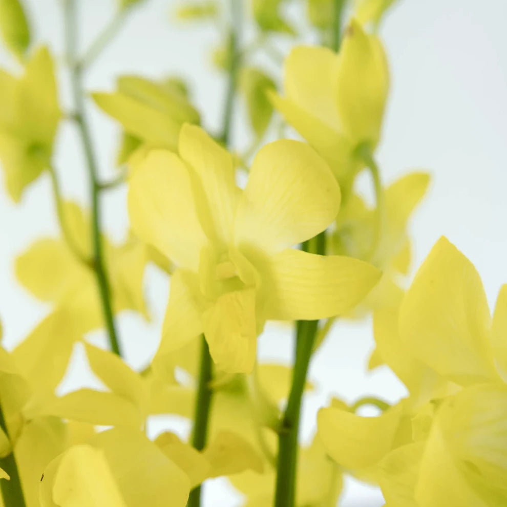Yellow Orchids Dendrobium - main