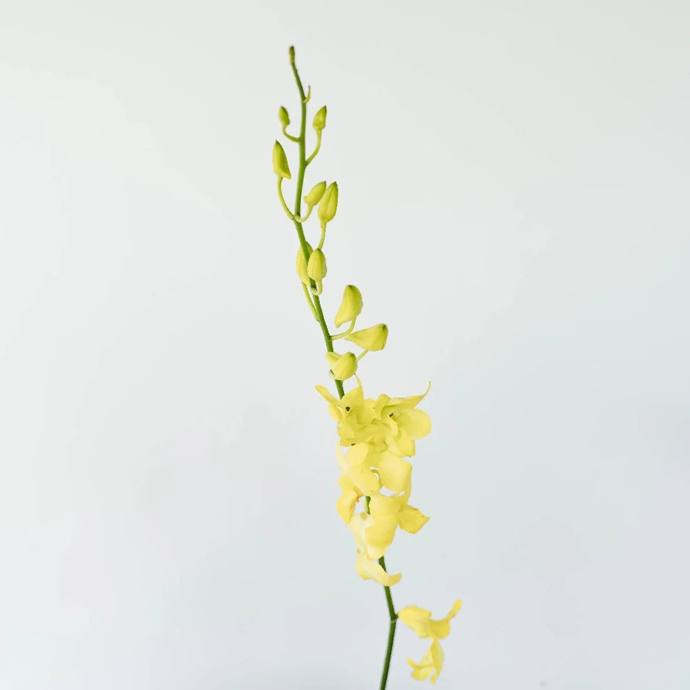 Yellow Orchids Dendrobium - alternative 1