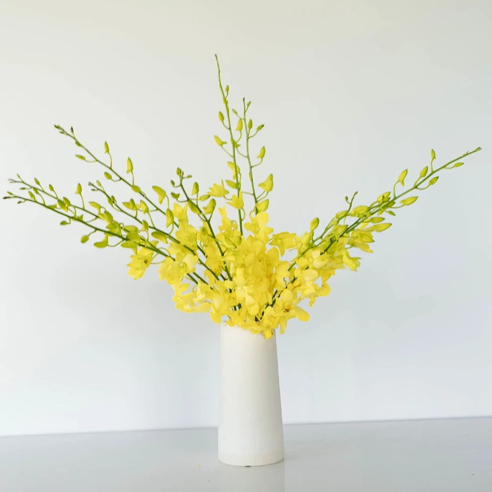 Yellow Orchids Dendrobium - alternative 2
