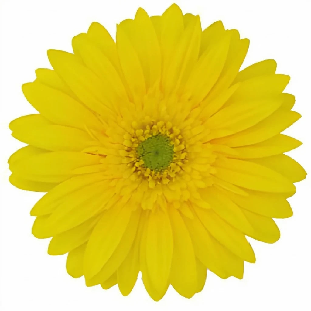 Yellow Light Gerberas - alternative 1
