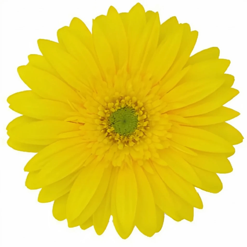 Yellow Gerberas - alternative 1
