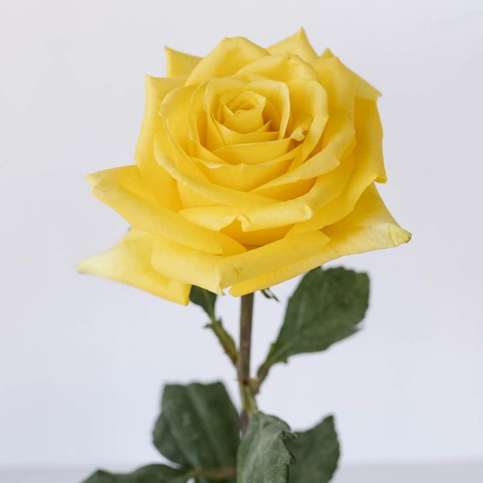 Stardust Roses Standard - alternative 1