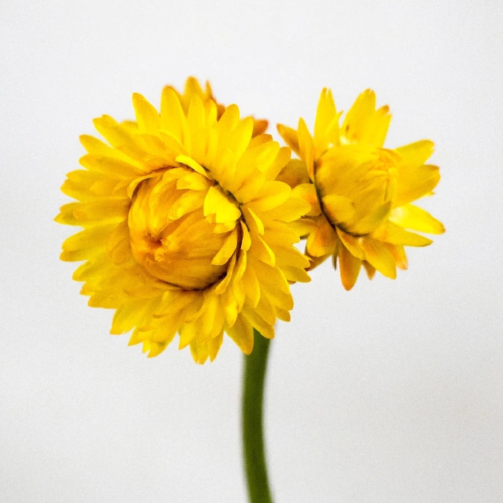 Yellow Straw Flower - main