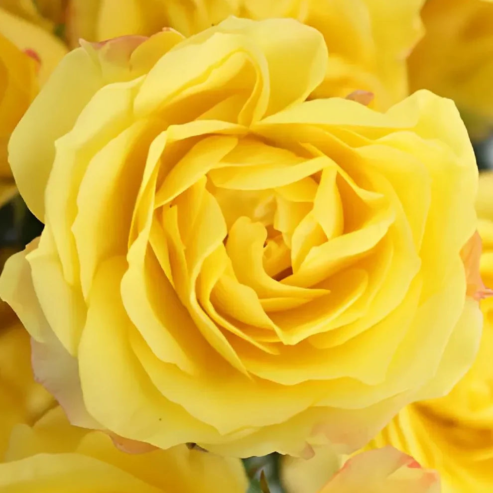 Rumba Roses Spray - alternative 1