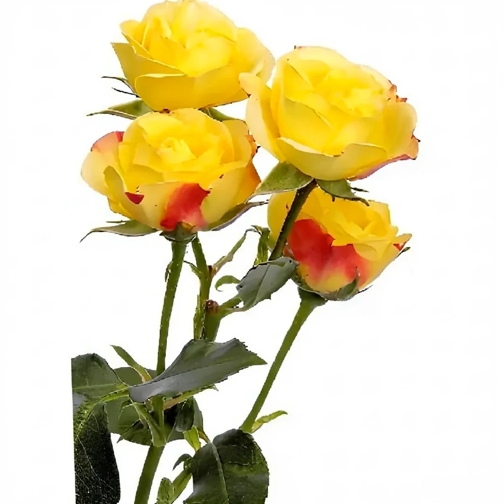 Rumba Roses Spray - alternative 2