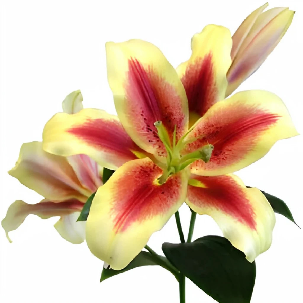 Flavia Lilies Oriental - main