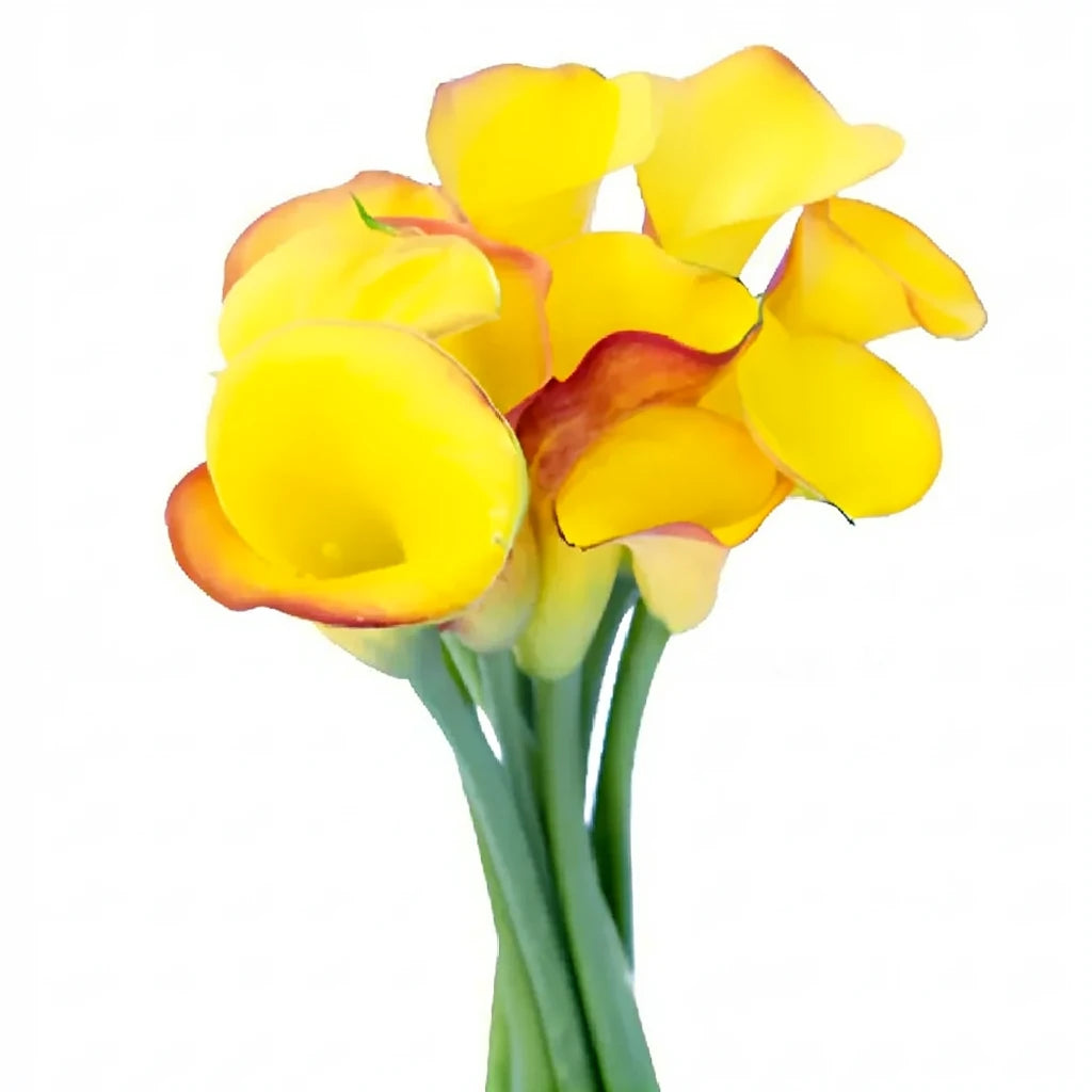Flame Calla Lily Mini - alternative 3