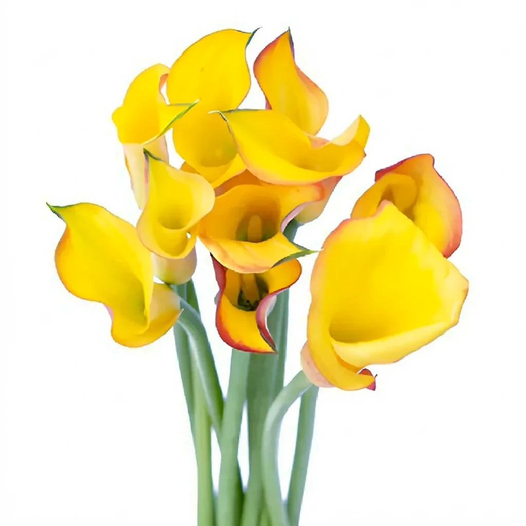 Flame Calla Lily Mini - main
