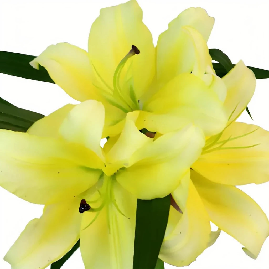 Lesotho Lilies Oriental - main
